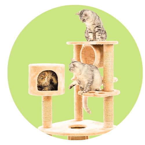 Towers & Scratching Posts